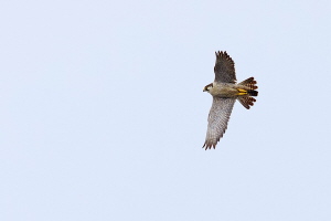 Wanderfalke Wanderfalke