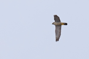 Wanderfalke Wanderfalke