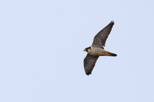 Wanderfalke Wanderfalke