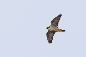 Wanderfalke Wanderfalke