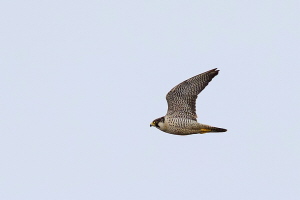 Wanderfalke Wanderfalke