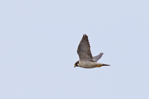 Wanderfalke Wanderfalke