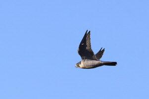Wanderfalke Wanderfalke