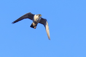 Wanderfalke Wanderfalke