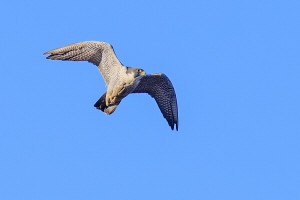 Wanderfalke Wanderfalke