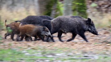 Wildschwein Wildschwein