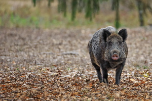 Wildschwein