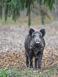 Wildschwein