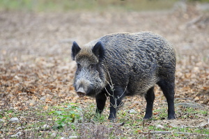 Wildschwein