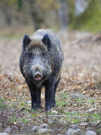 Wildschwein