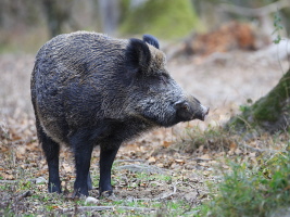 Wildschwein