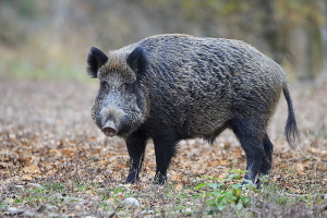 Wildschwein