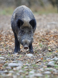 Wildschwein