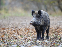 Wildschwein Wildschwein