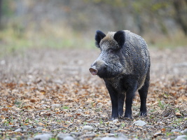 Wildschwein