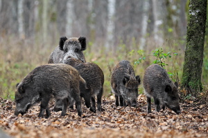 Wildschwein Wildschwein