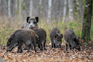 Wildschwein