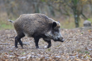 Wildschwein