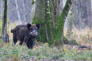 Wildschwein