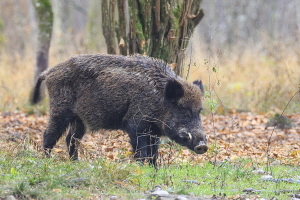 Wildschwein Wildschwein