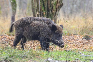 Wildschwein