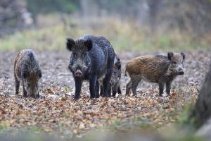 Wildschwein