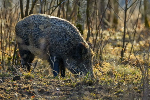 Wildschwein