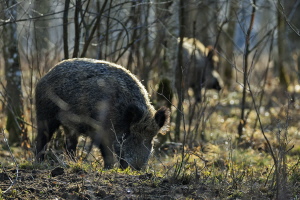 Wildschwein