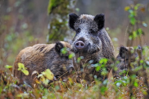 Wildschwein