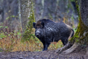 Wildschwein