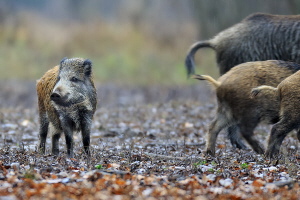 Wildschwein Wildschwein