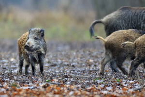 Wildschwein