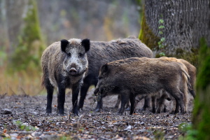 Wildschwein