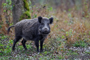 Wildschwein Wildschwein