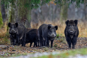 Wildschwein