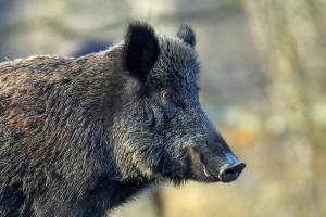 Wildschwein