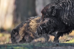 Wildschwein Wildschwein