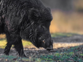 Wildschwein