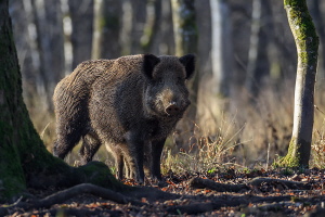 Wildschwein