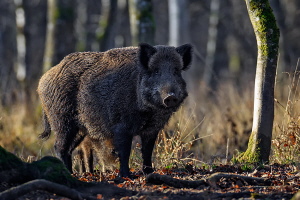 Wildschwein