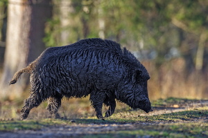 Wildschwein Wildschwein