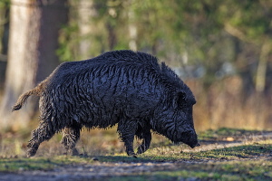 Wildschwein