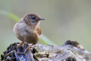 Zaunkönig Zaunkönig