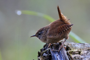Zaunkönig Zaunkönig
