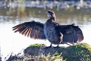 Zwergscharbe Zwergscharbe