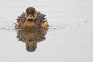 Zwergtaucher Zwergtaucher