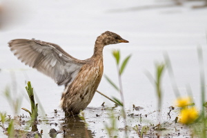Zwergtaucher Zwergtaucher