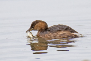 Zwergtaucher