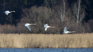 Höckerschwan