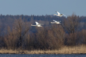 Höckerschwan